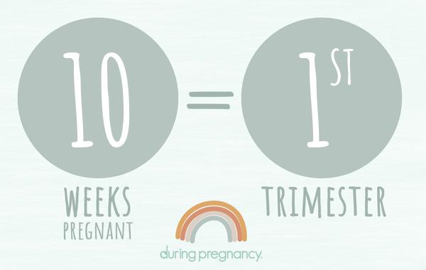 10 weeks pregnant is Trimester 1