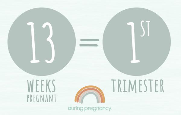 13 weeks pregnant is Trimester 1