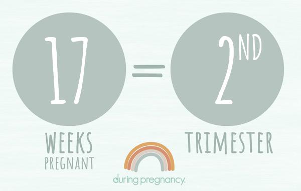 17 weeks pregnant is Trimester 2