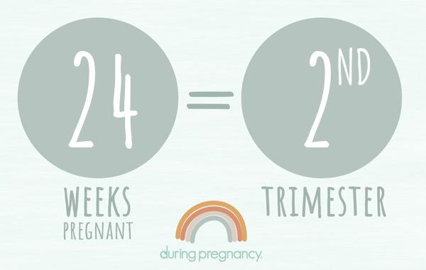 24 weeks pregnant is Trimester 2