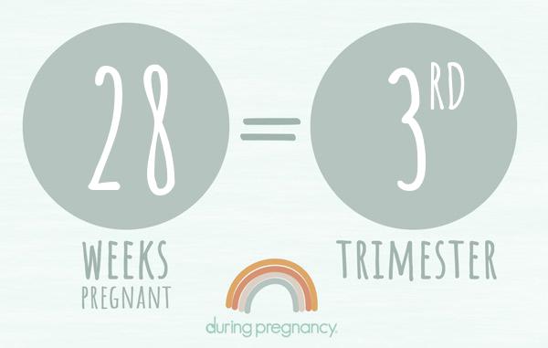 28 weeks pregnant is Trimester 3