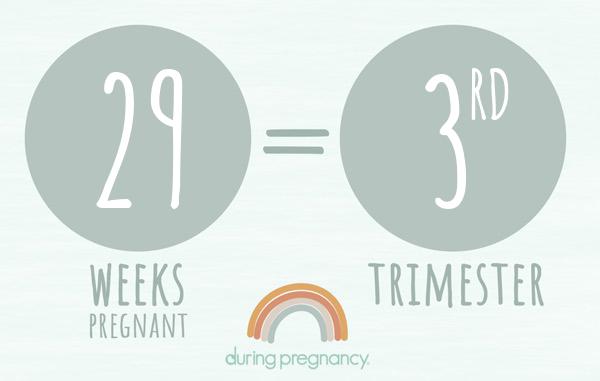 29 weeks pregnant is Trimester 3